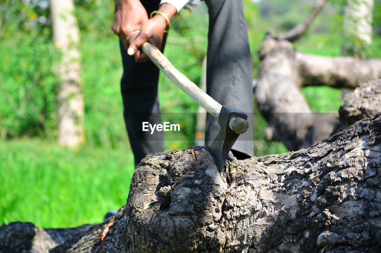 Lumberjack cutting tree with axe in the forest