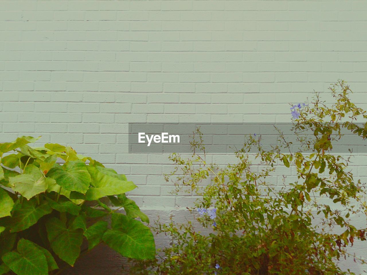 PLANTS GROWING ON WALL