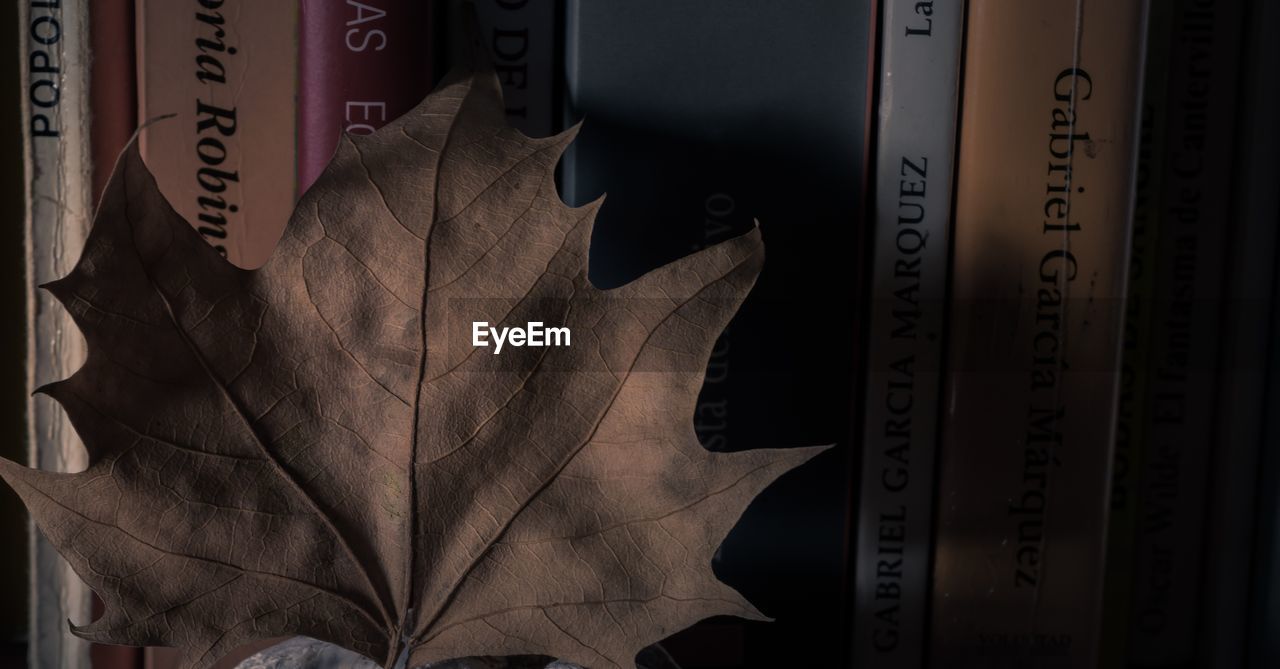 Close-up of dry leaf against books
