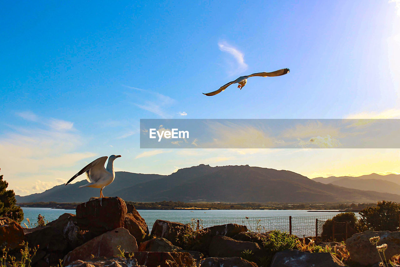 Seagulls flying over sea against sky