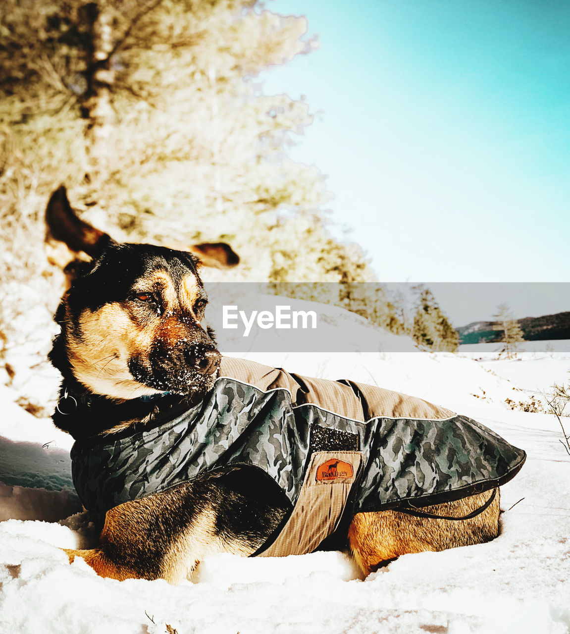 canine, dog, domestic animals, pet, animal, one animal, animal themes, mammal, winter, snow, nature, cold temperature, day, no people, sunlight, outdoors, relaxation, sky, clothing, sitting