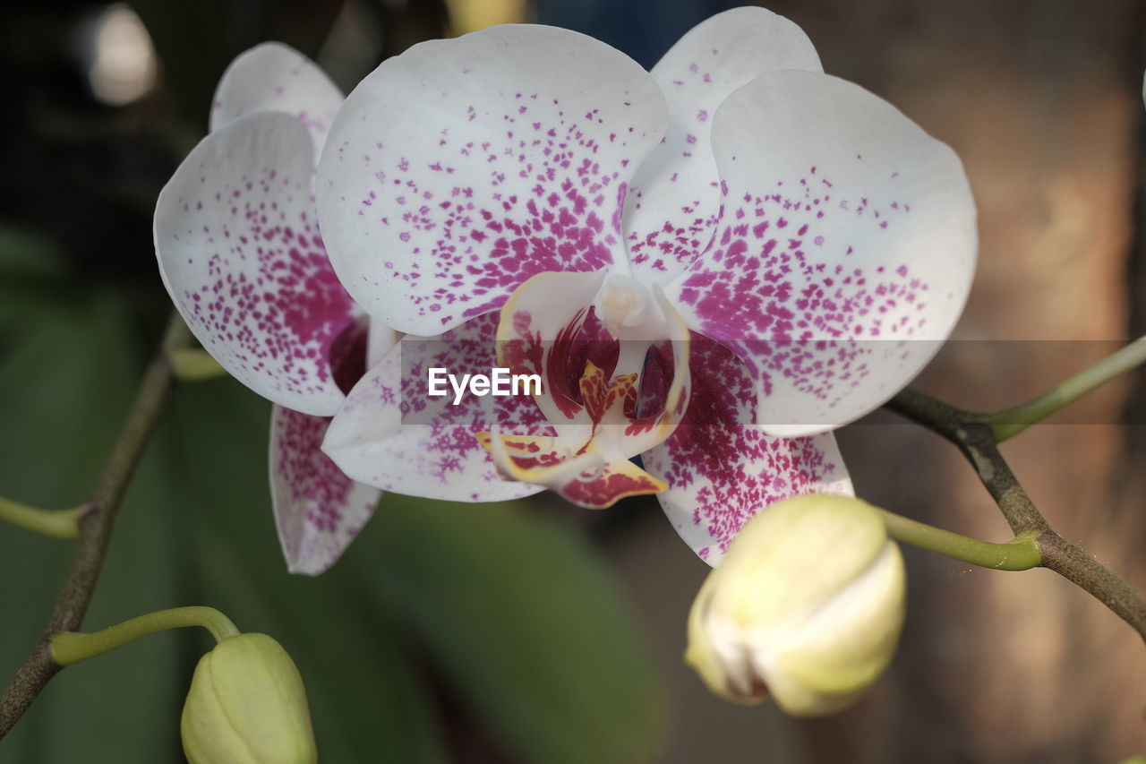 plant, flower, orchid, beauty in nature, flowering plant, freshness, close-up, nature, growth, blossom, petal, fragility, pink, macro photography, flower head, inflorescence, focus on foreground, no people, outdoors, springtime, christmas orchid, pollen, tree, selective focus, botany, plant part, spotted, leaf