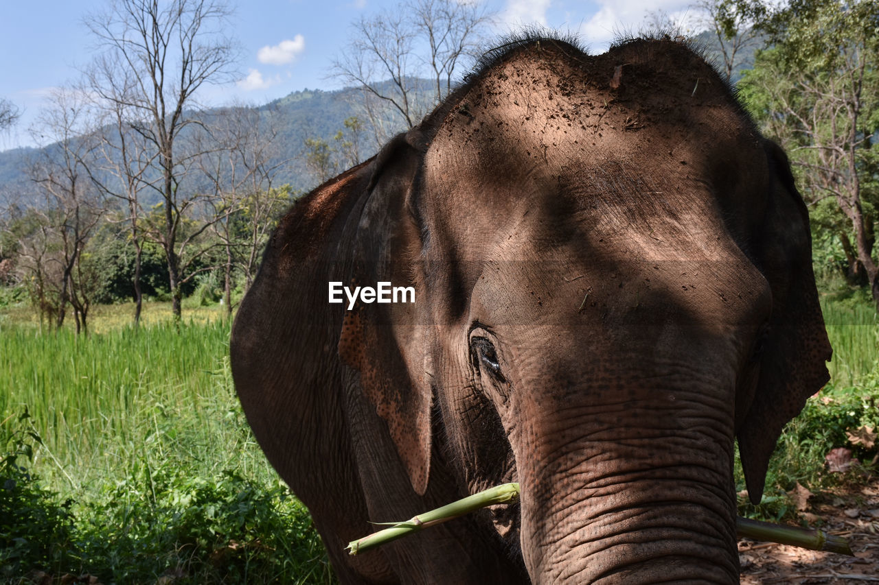 Close-up of elephant in field