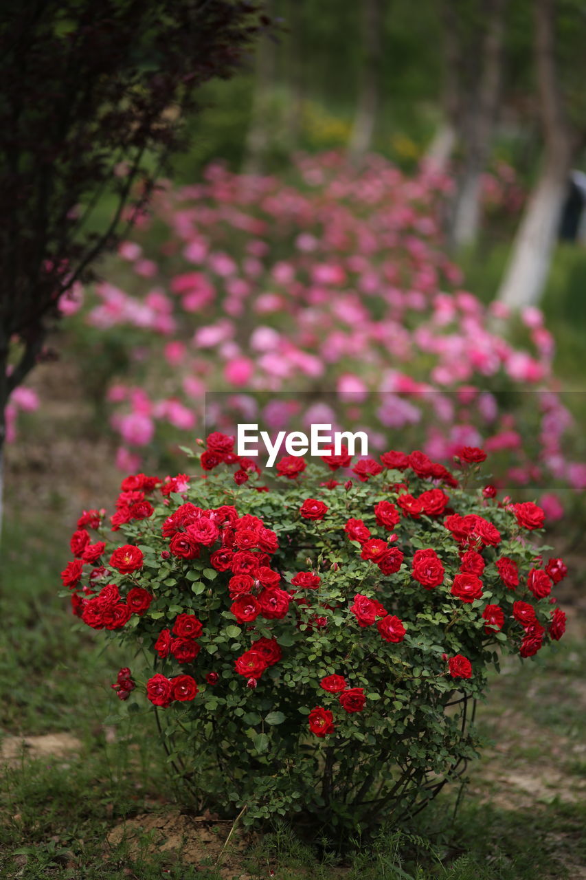 Close-up of red flowering plants in park