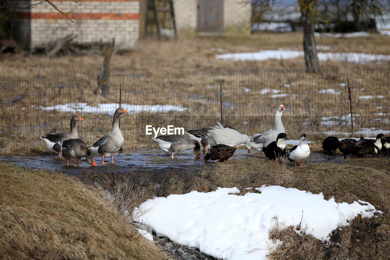 DUCKS IN A LAKE