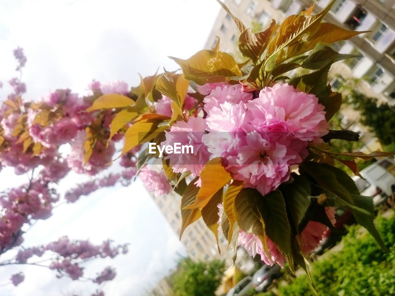 CLOSE-UP LOW ANGLE VIEW OF PINK FLOWERS AGAINST SKY