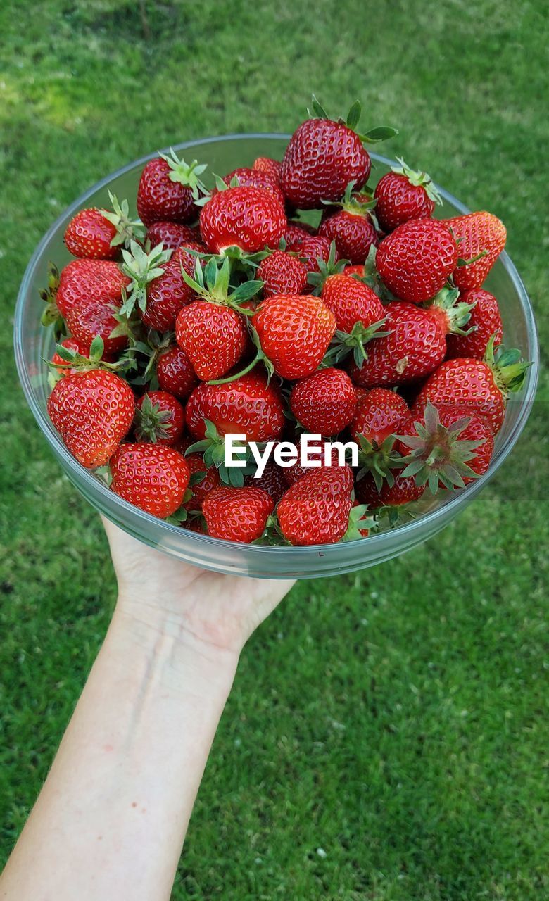 Midsection of person holding strawberries