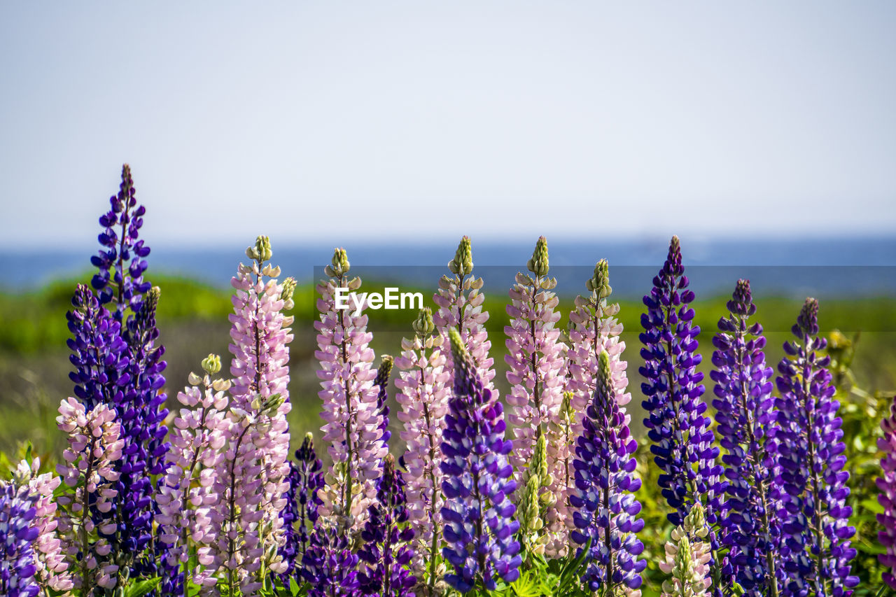 Close-up of purple flowering plants on field against sky