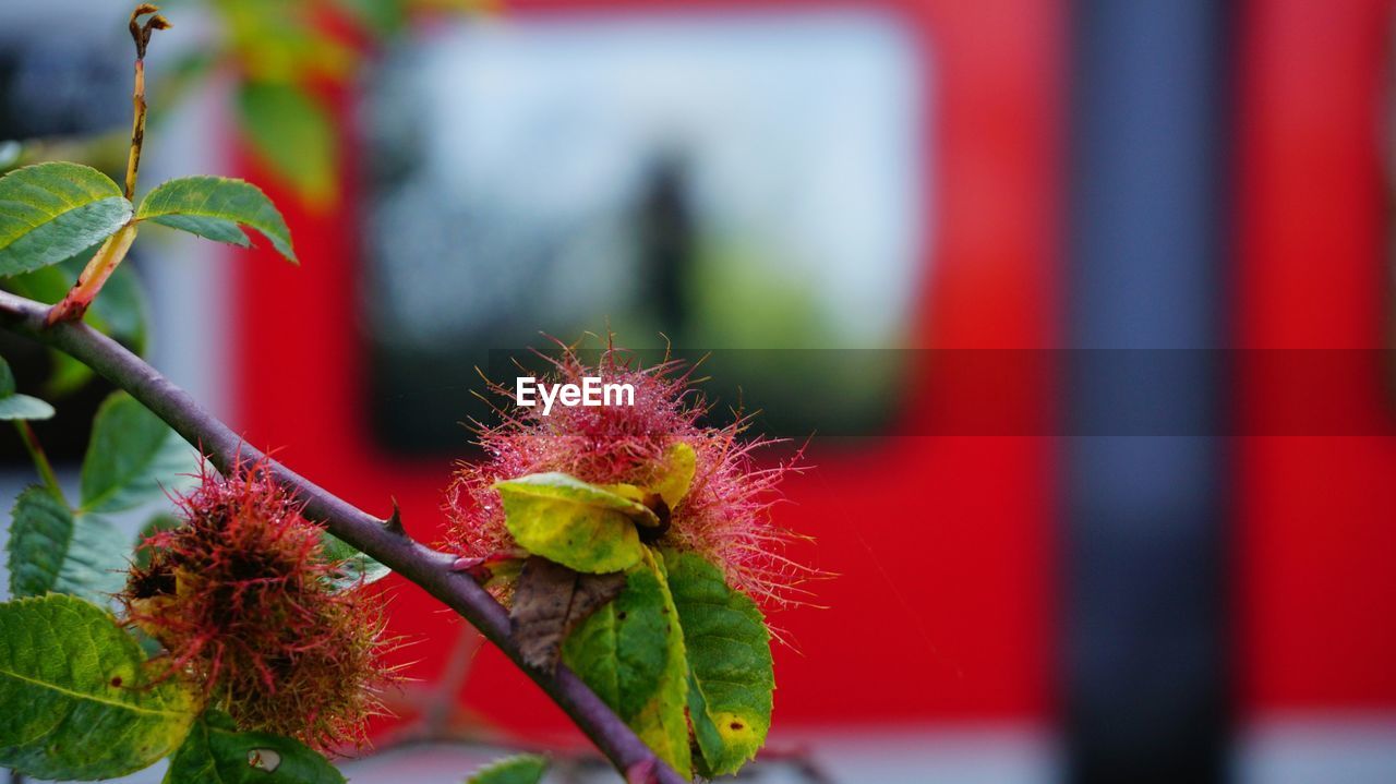 Close-up of red flower growing on plant