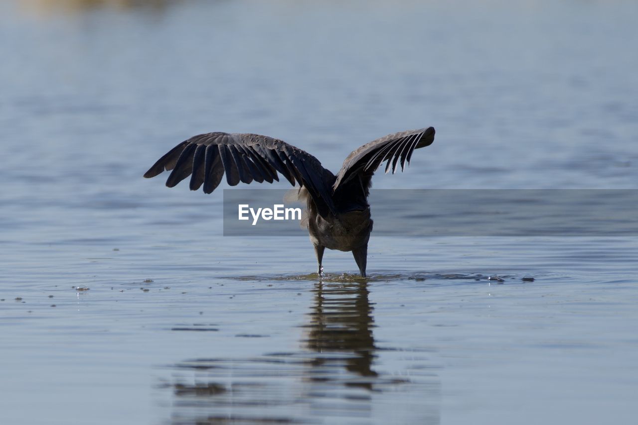 BIRD FLYING IN A LAKE