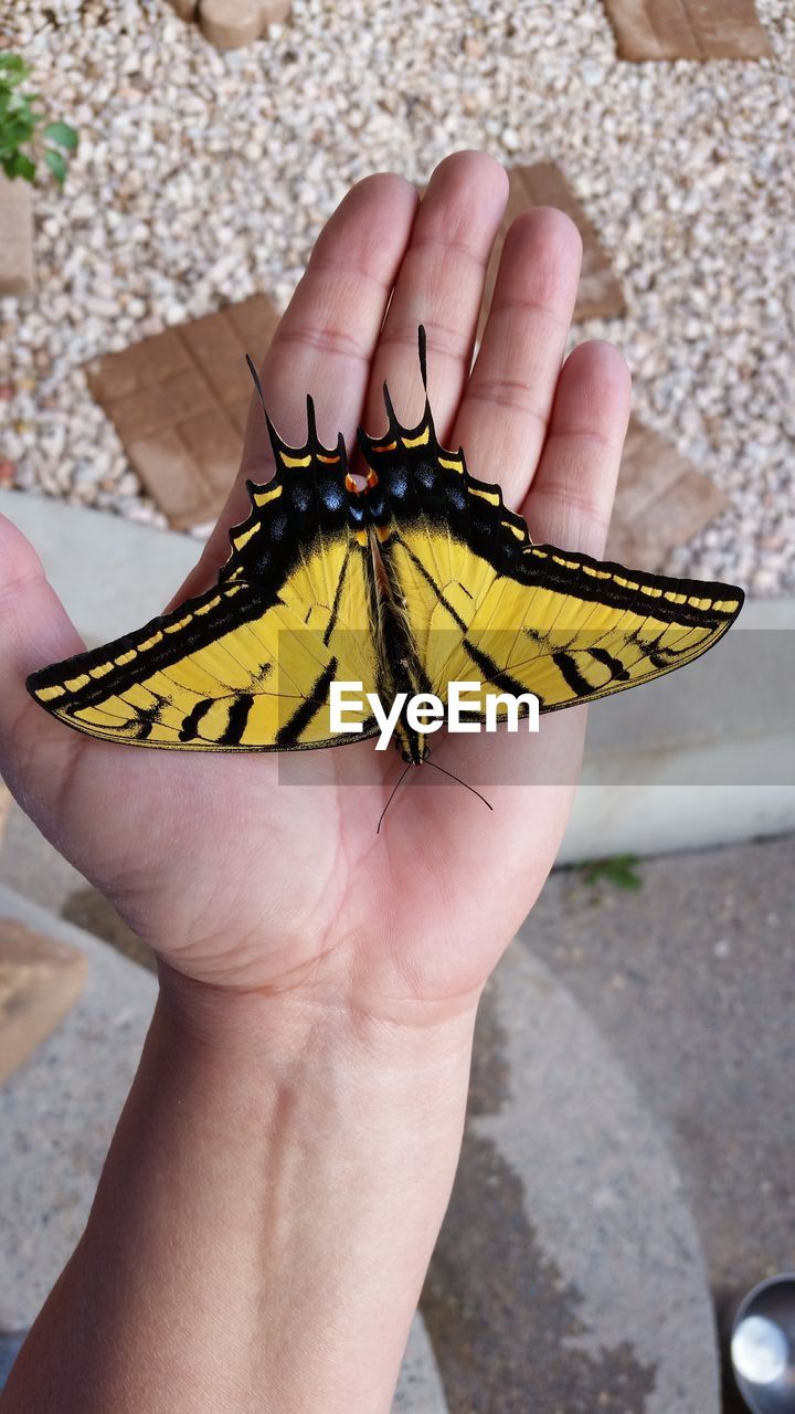 Cropped image of person hand holding yellow butterfly