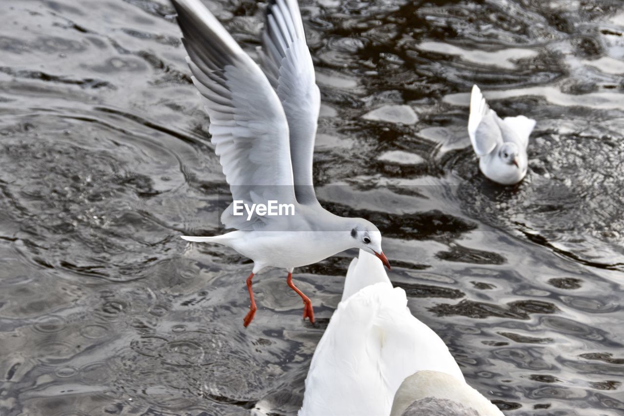 WHITE SWANS ON ROCK