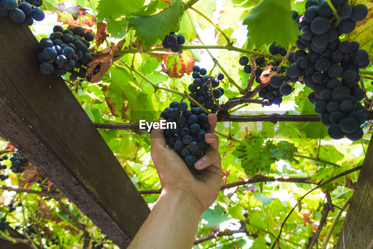 Cropped hand of man holding grapes in vineyard