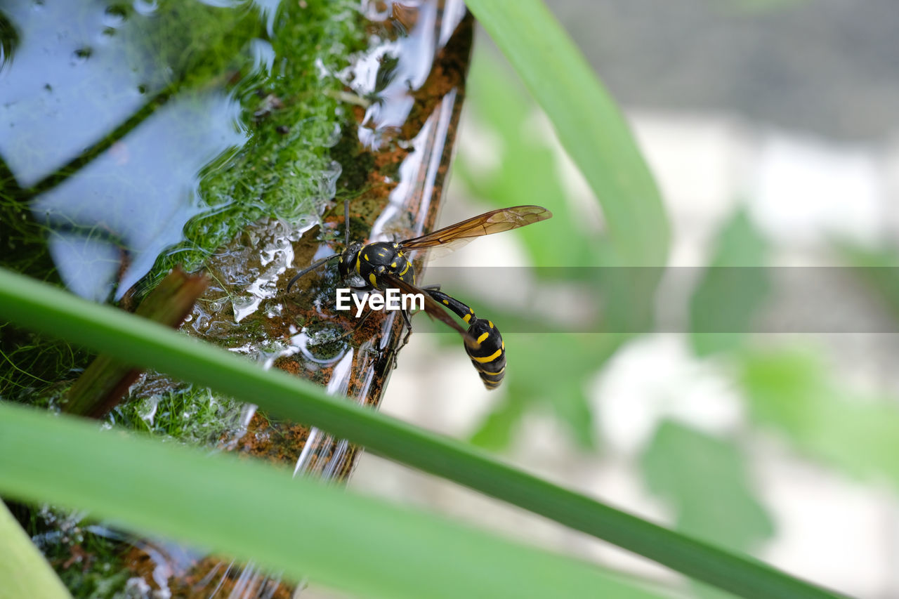 CLOSE-UP OF BEE ON A LEAF