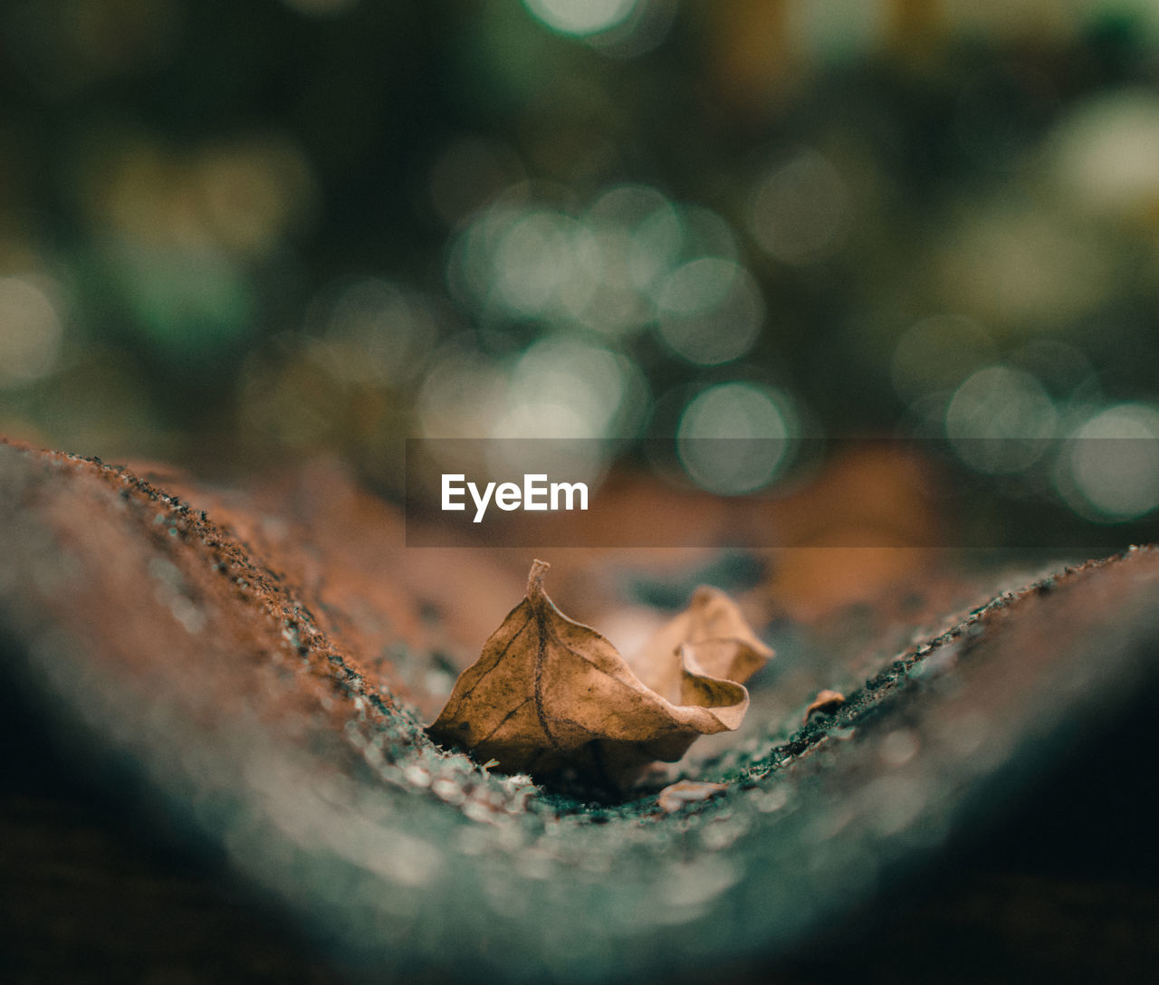 Fallen leaf. it features a fallen leaf that landed on a roof. shot with nikon d3400. 