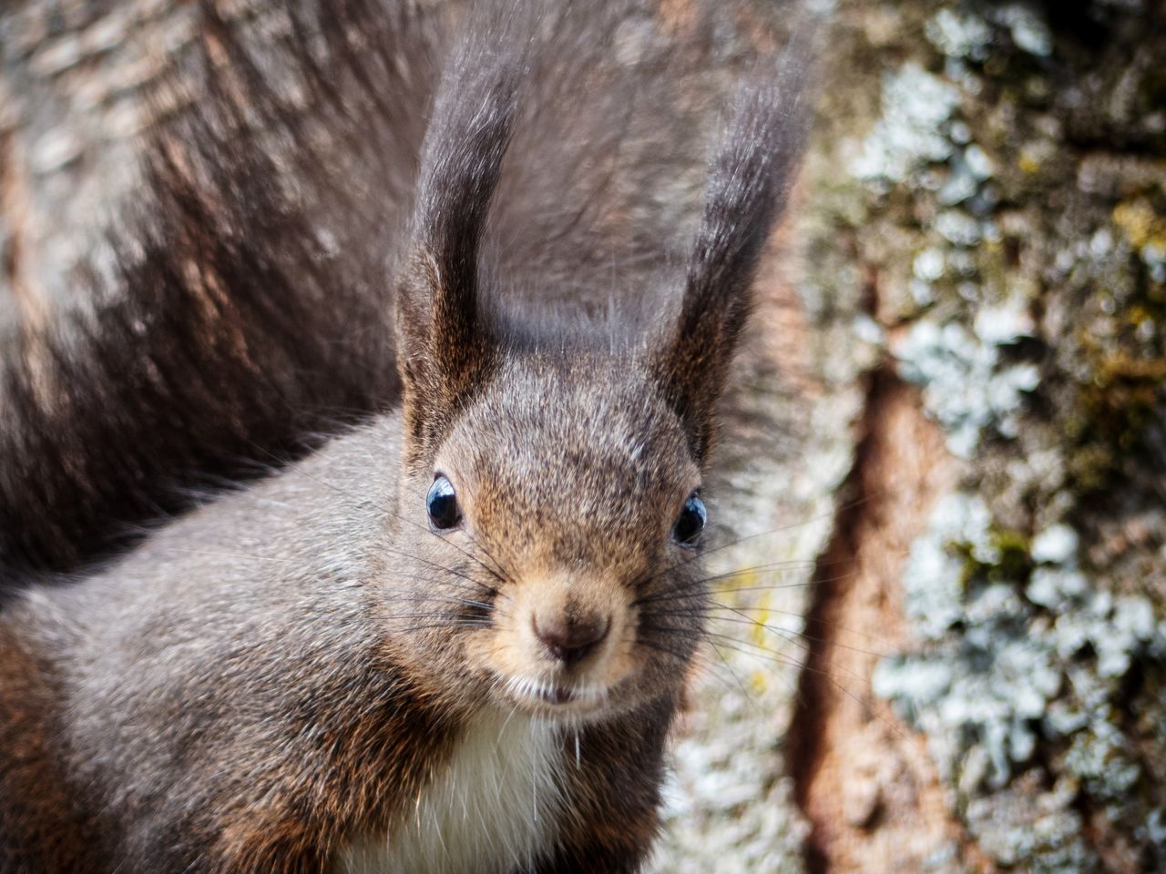 Close-up portrait of a squirrel 