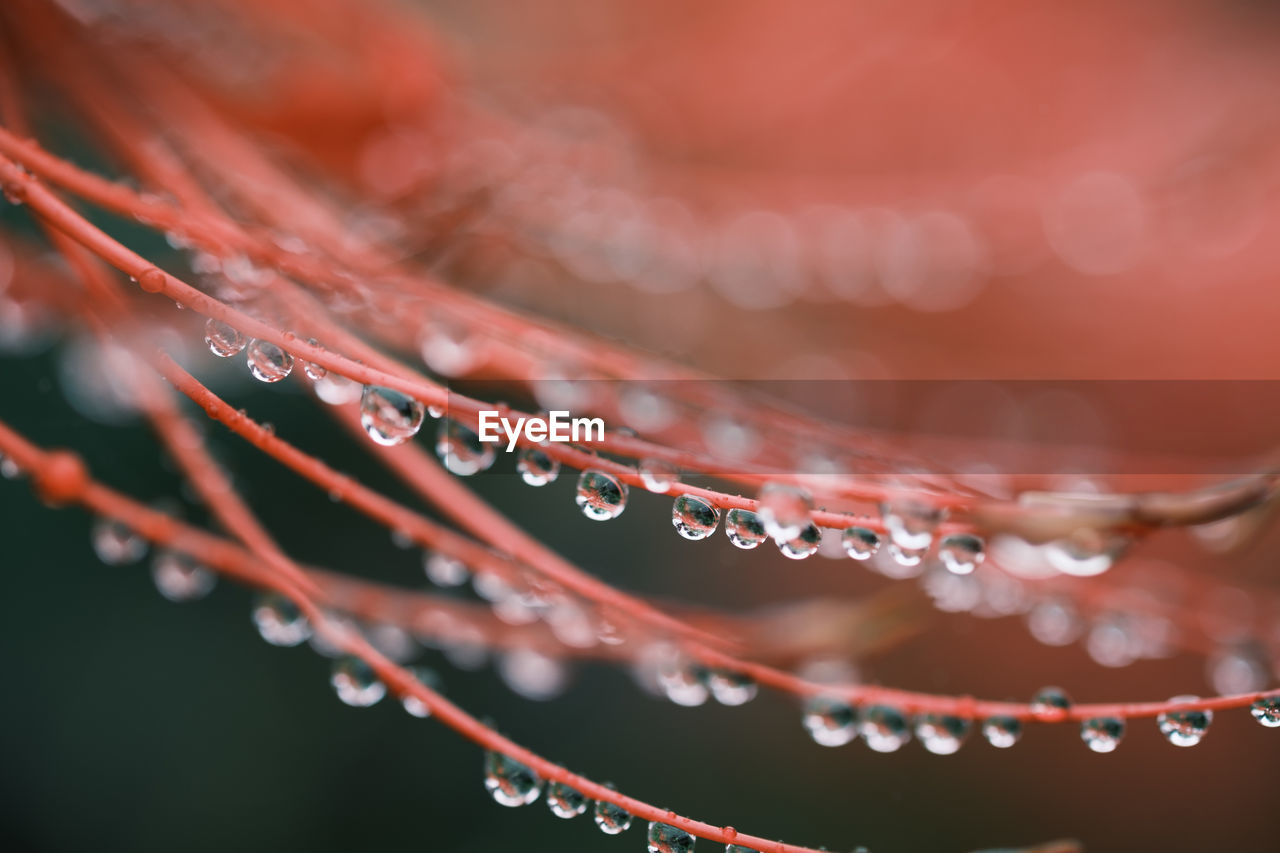 Close-up of raindrops on leaf