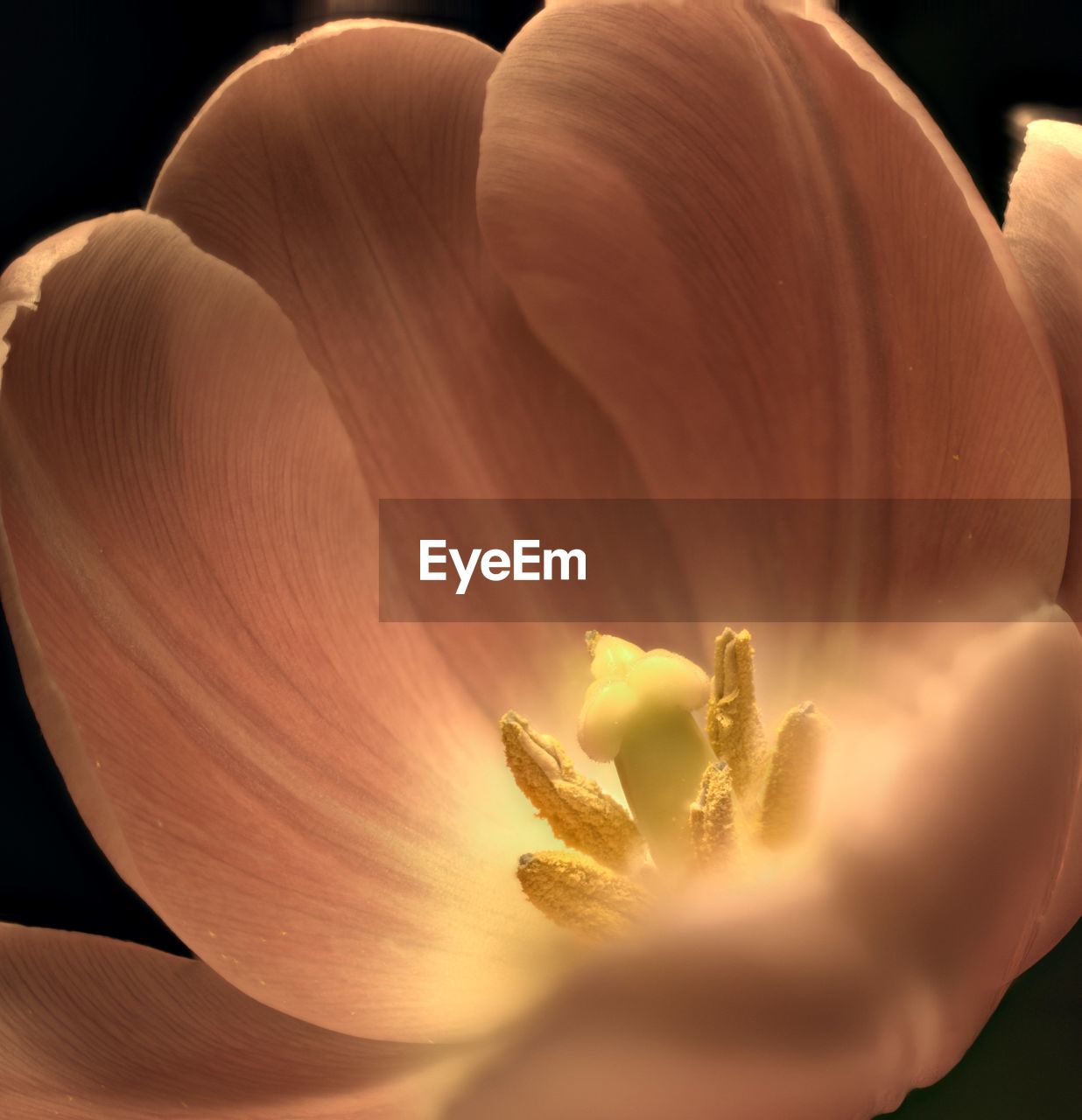 Close-up of flower against black background