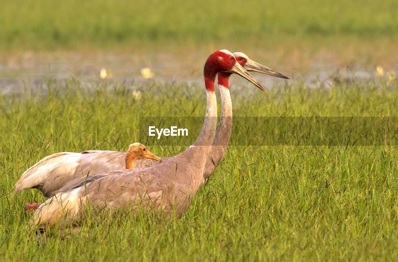 Nearly a month old chick of sarus cranes under parents' protection. dhanauri wetlands, near delhi.