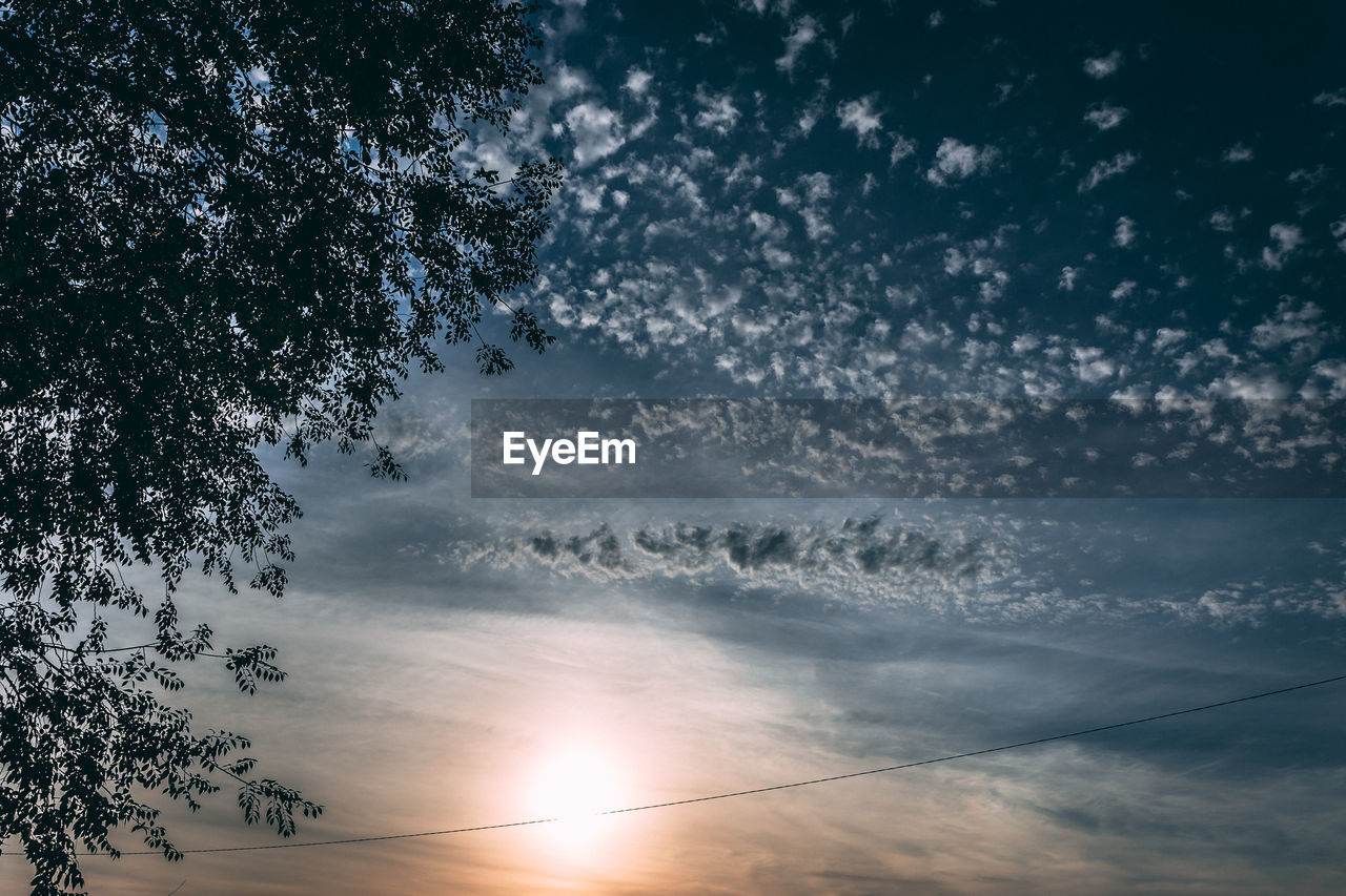 LOW ANGLE VIEW OF SILHOUETTE TREES AT SUNSET