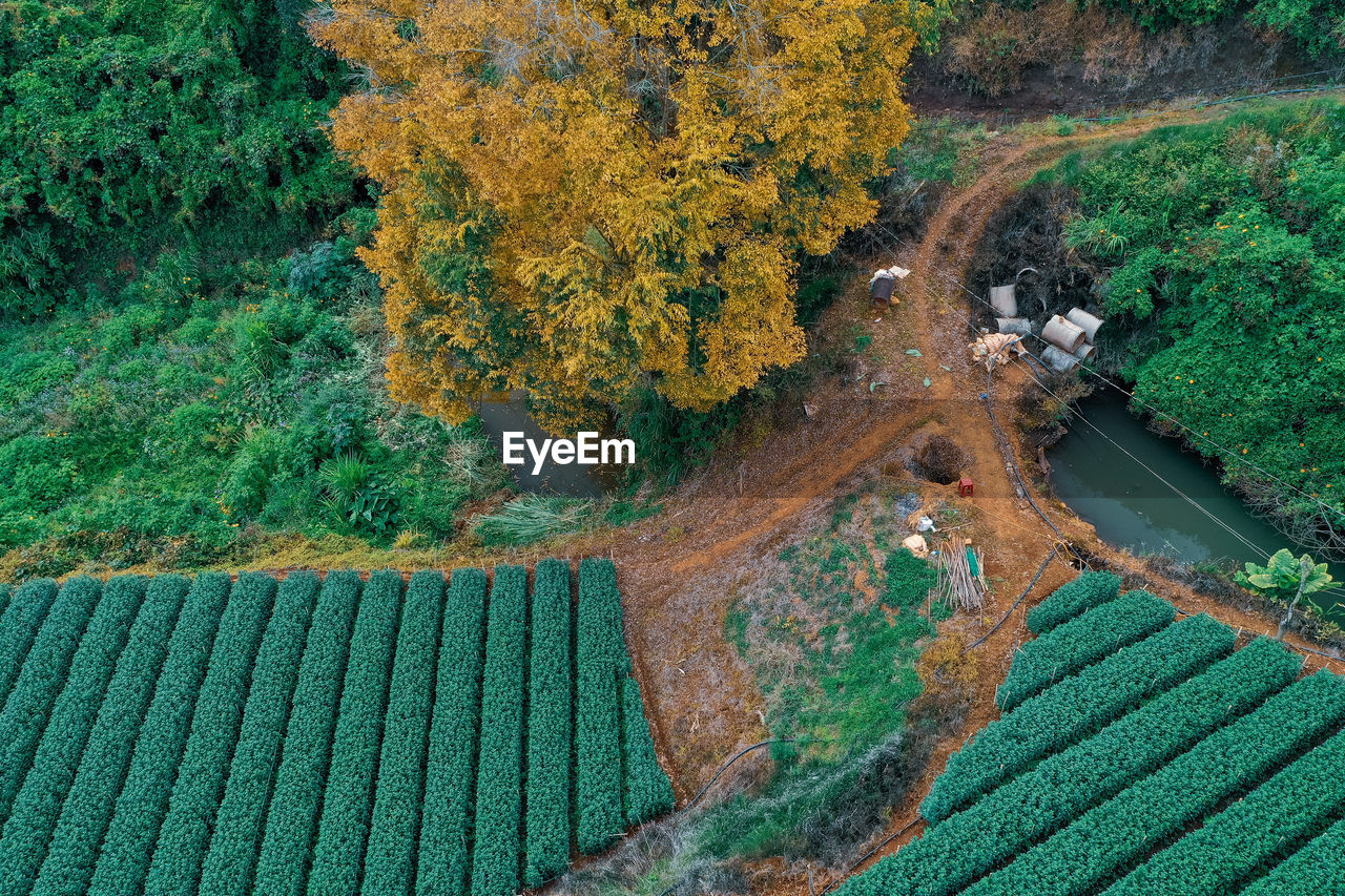 High angle view of road amidst trees