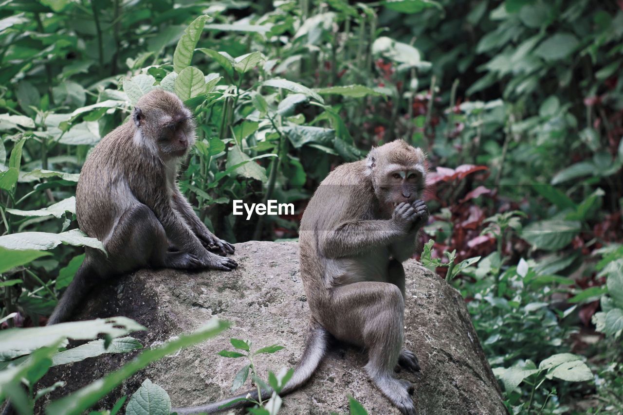 MONKEY SITTING IN THE FOREST