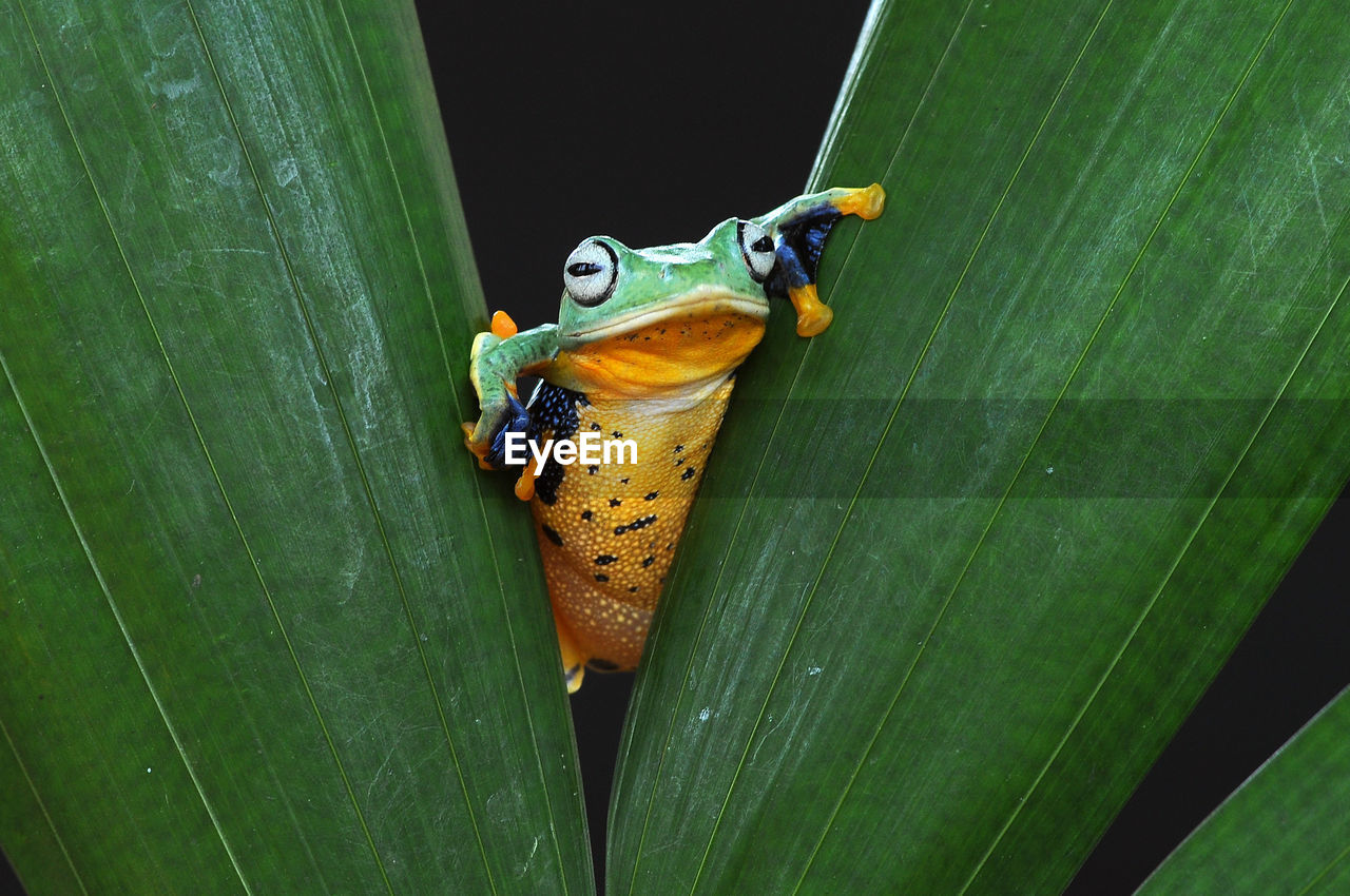 CLOSE-UP OF INSECT ON LEAF