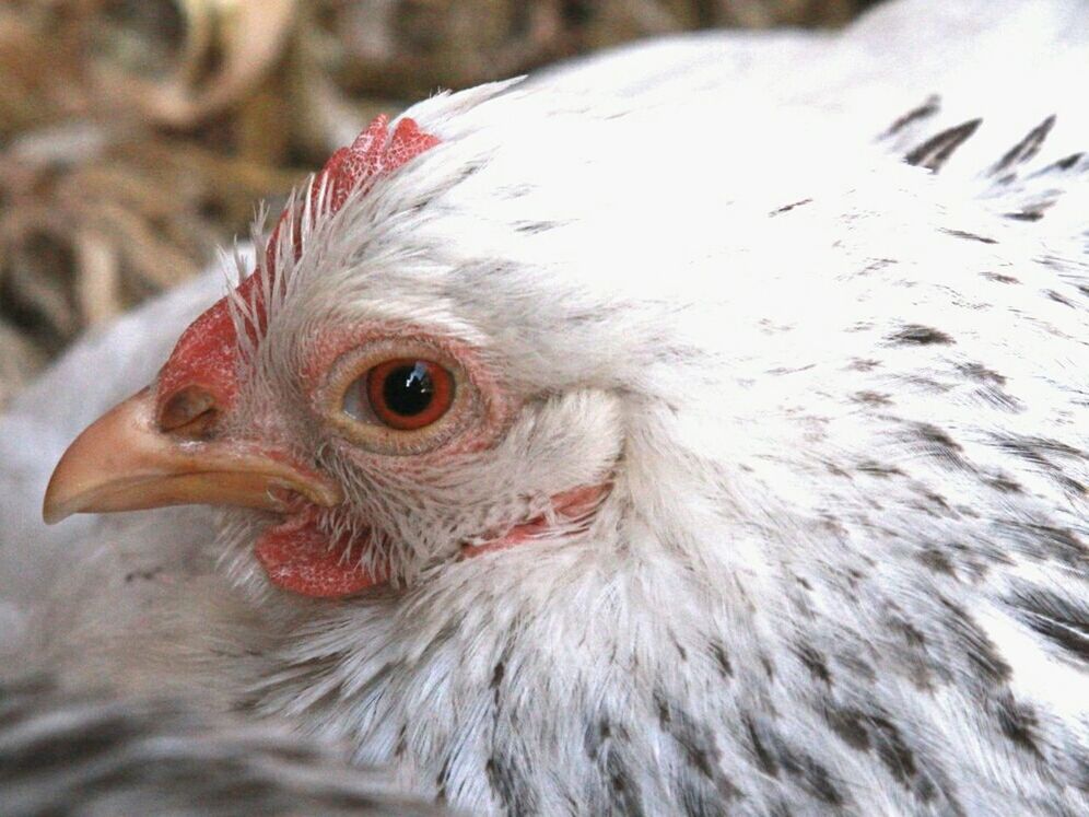 CLOSE-UP OF PARROT