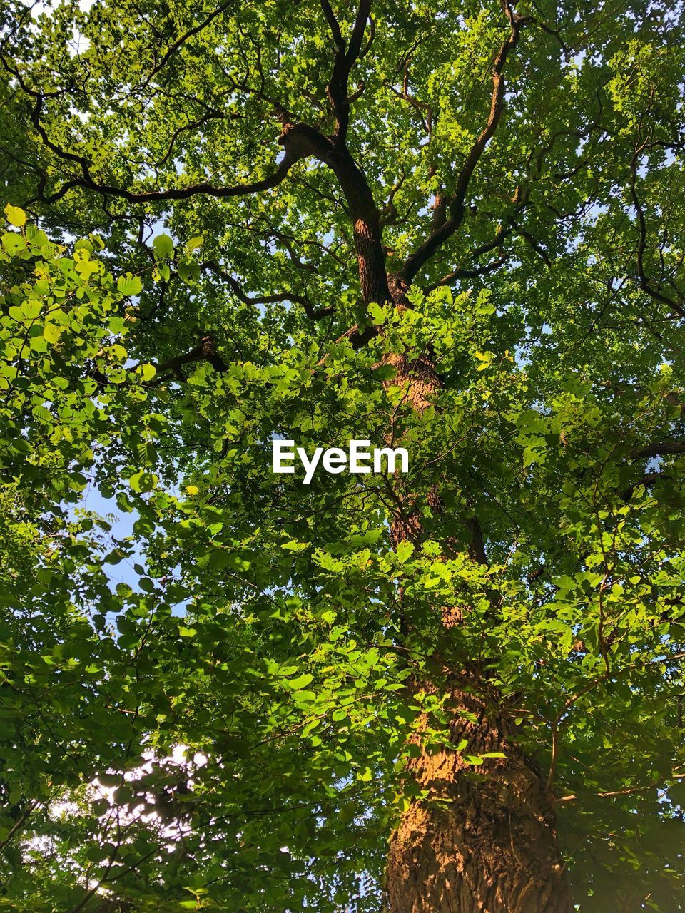 LOW ANGLE VIEW OF TREES