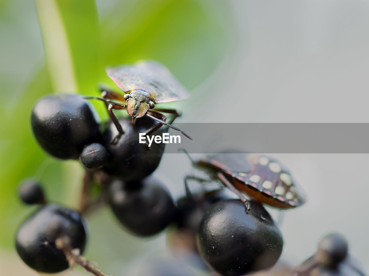 Close-up of insect on fruit