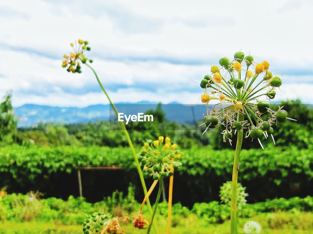 CLOSE-UP OF YELLOW WILDFLOWERS BLOOMING IN FIELD