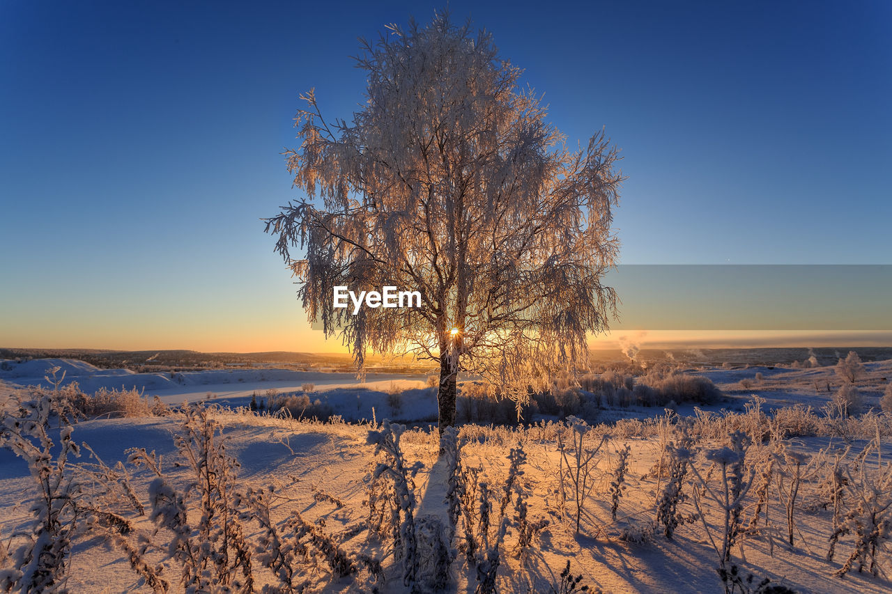 Tree on snow covered field against sky during sunset