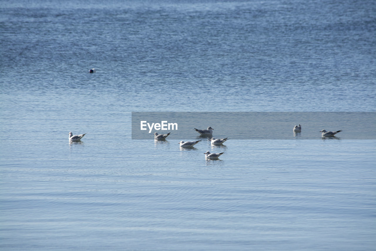VIEW OF BIRDS SWIMMING IN LAKE