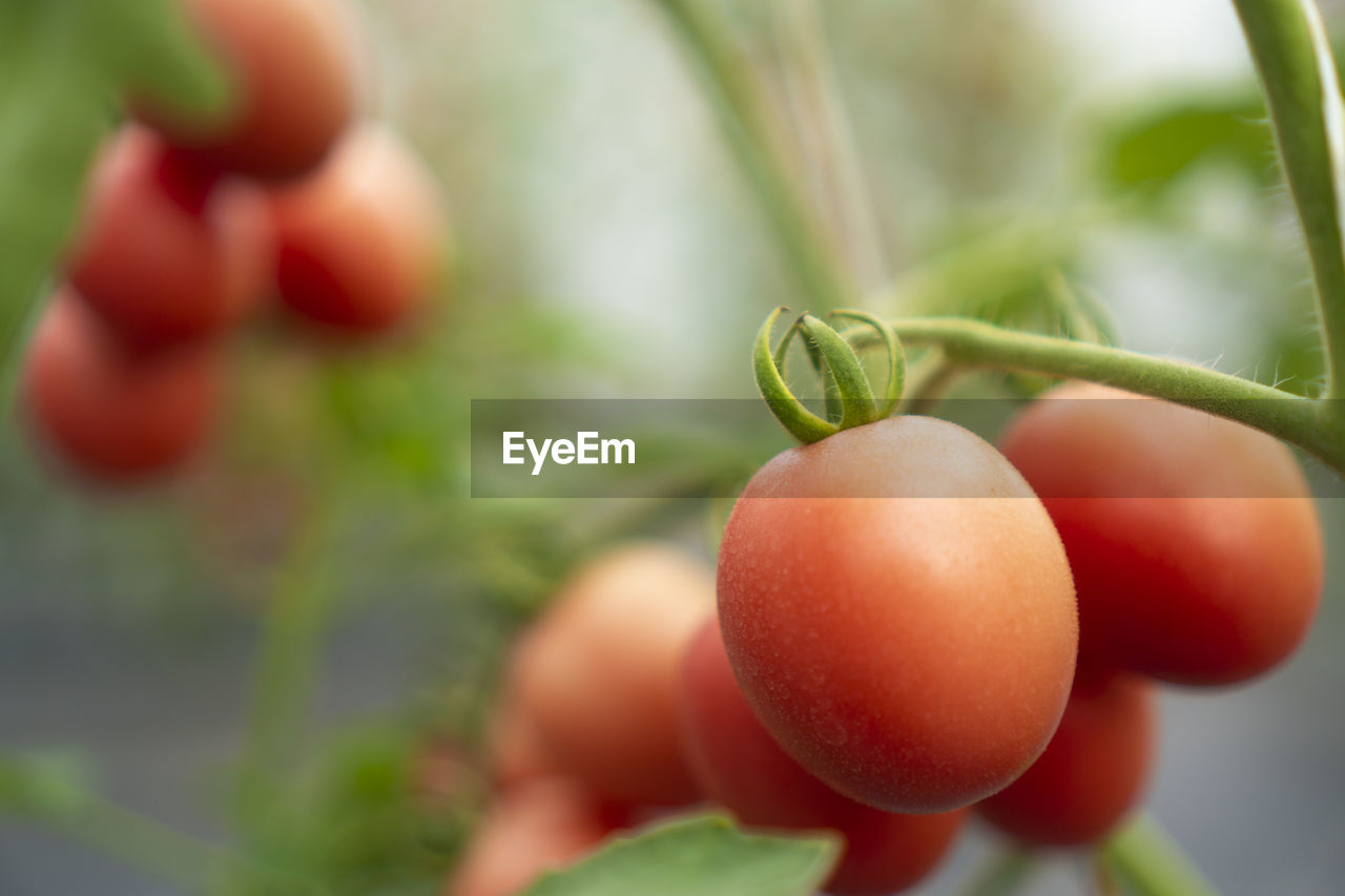 CLOSE-UP OF TOMATOES GROWING IN FARM