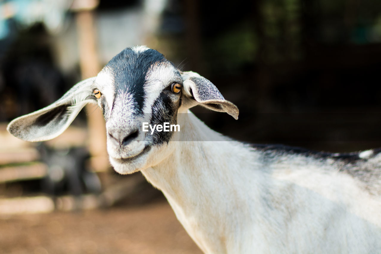 Close-up portrait of goat