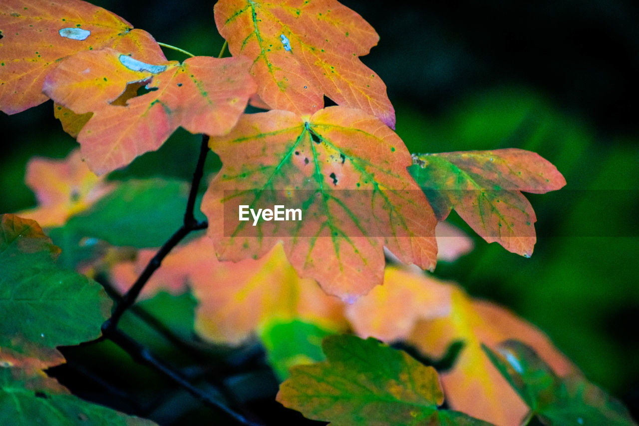 Close-up of maple leaves on tree