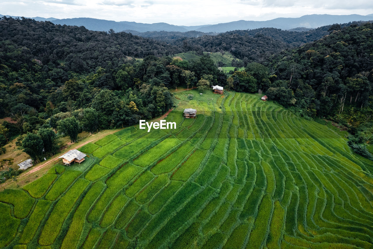 High angle view of agricultural field