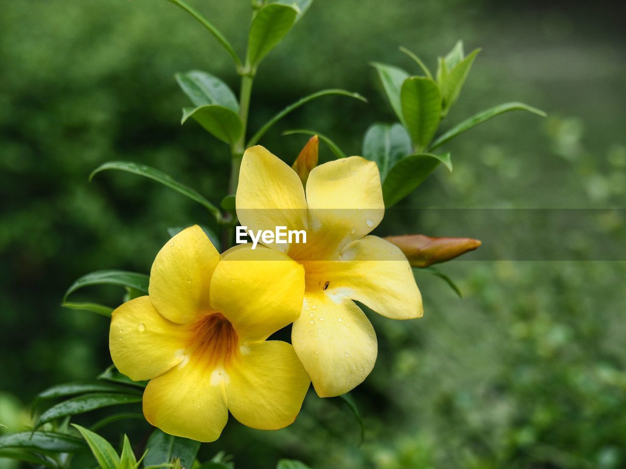 Close-up of yellow flowering plant