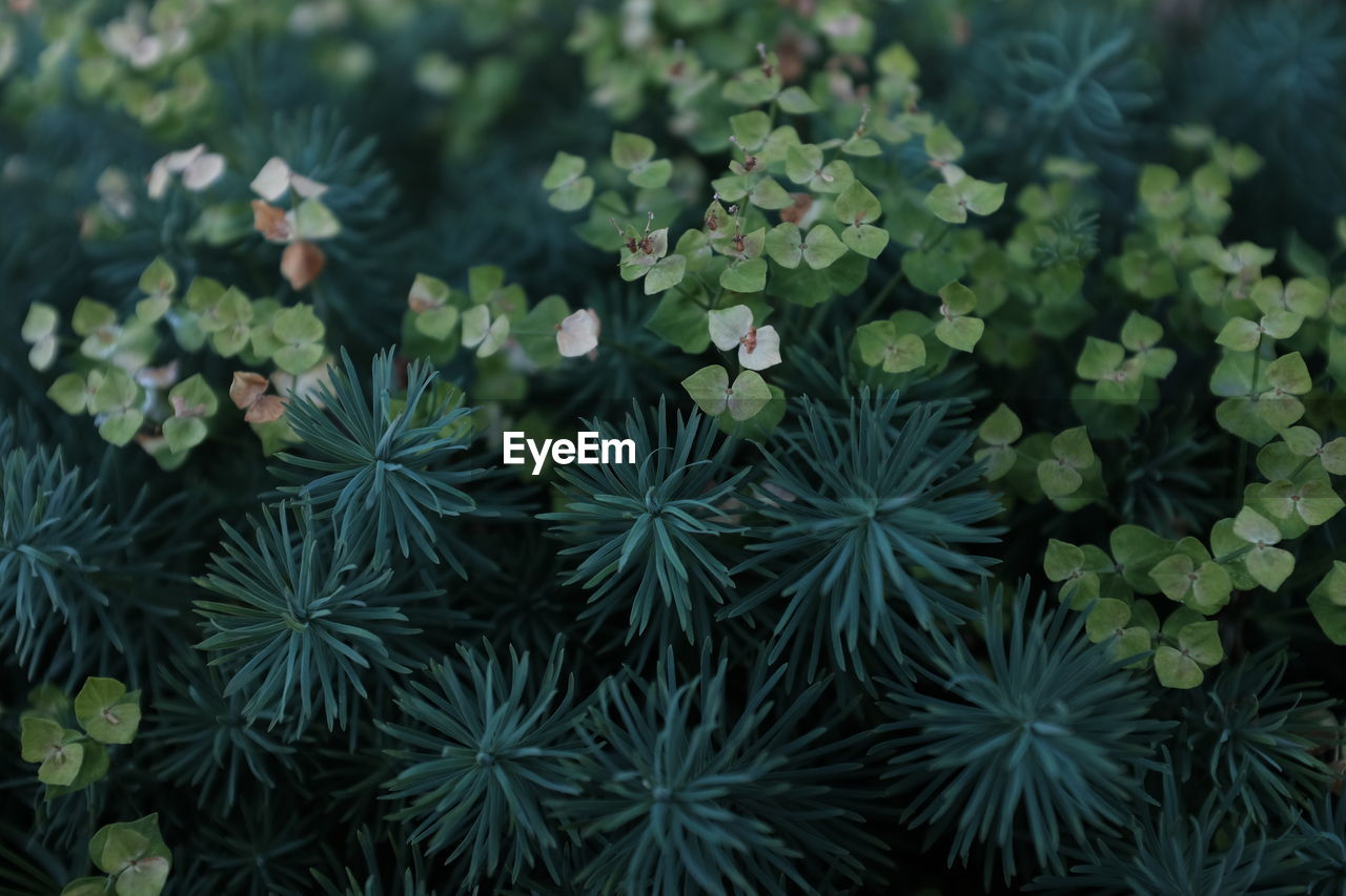 HIGH ANGLE VIEW OF PLANT