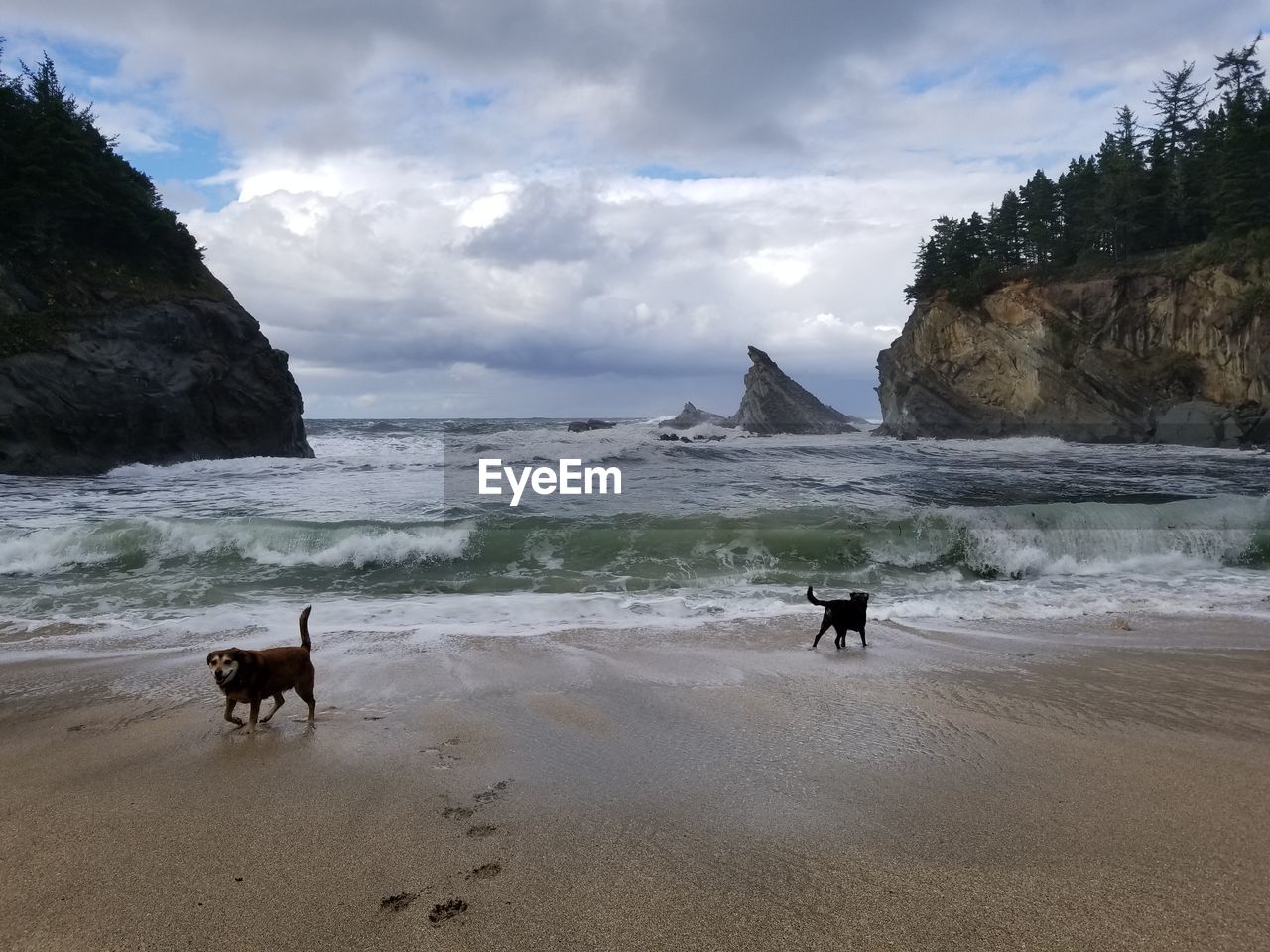 DOG AT BEACH AGAINST SKY