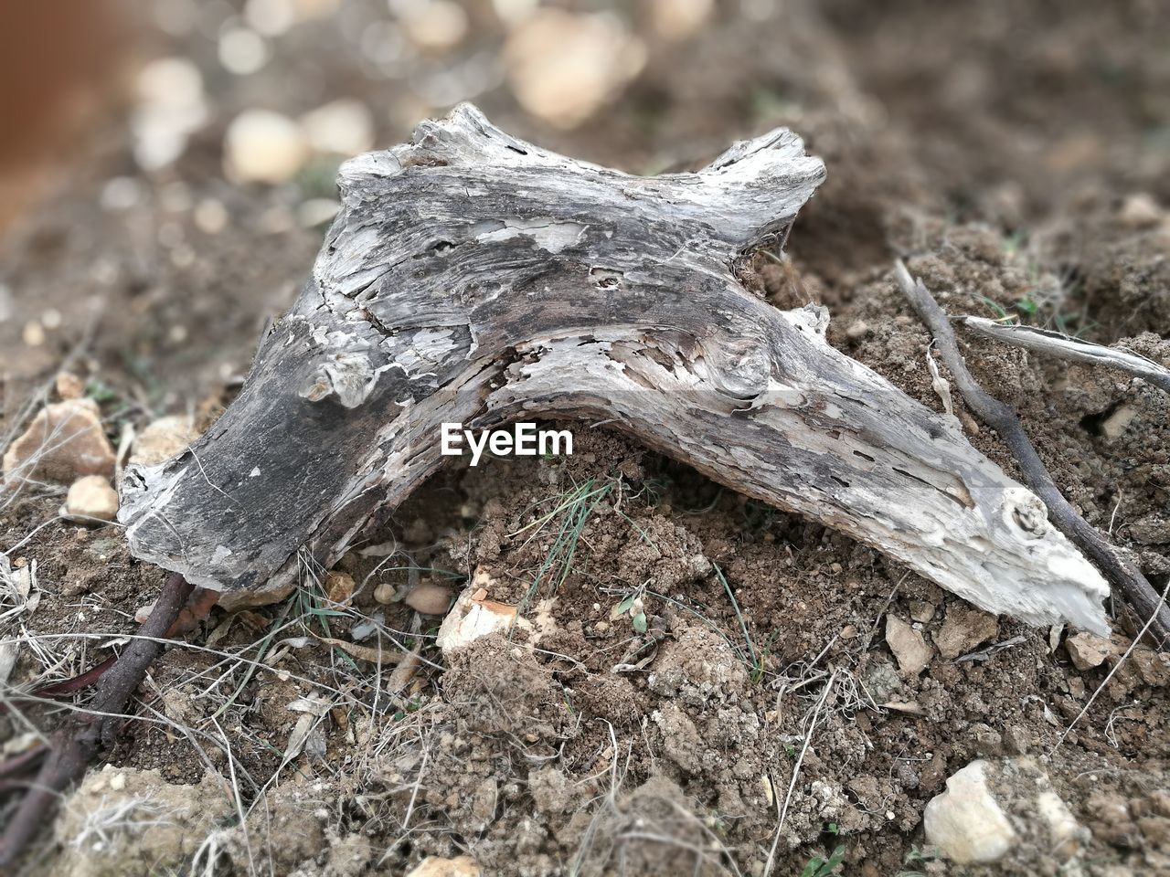 CLOSE UP OF DEAD PLANT