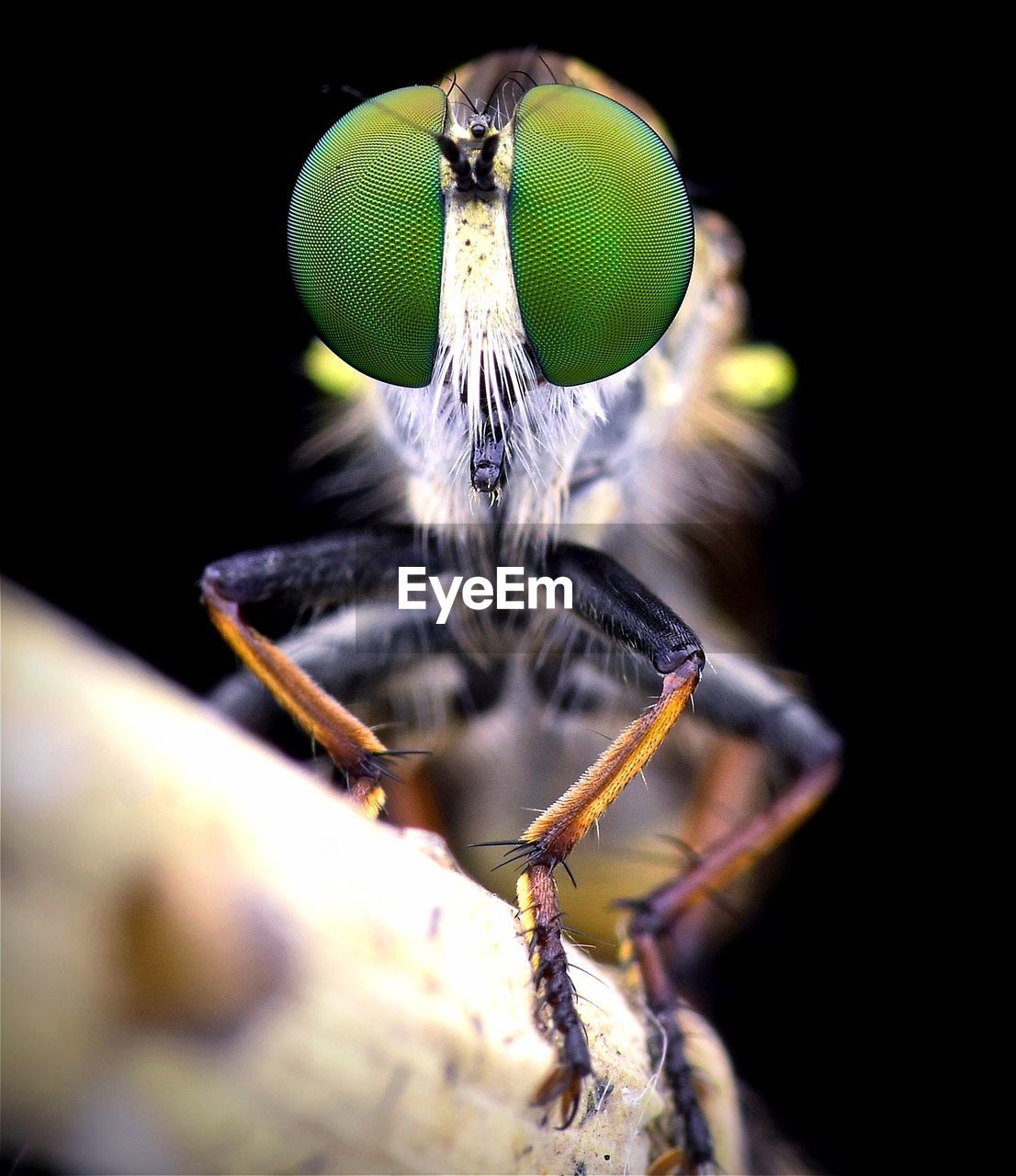 CLOSE UP OF FLY