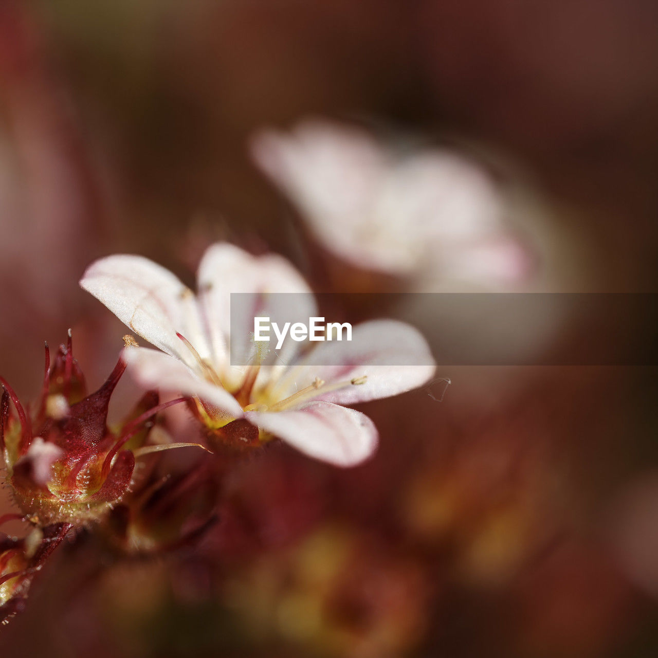 plant, flower, flowering plant, close-up, beauty in nature, freshness, blossom, macro photography, nature, leaf, petal, fragility, selective focus, springtime, no people, growth, autumn, outdoors, spring, branch, tree, flower head, yellow, inflorescence, pink, focus on foreground, defocused, botany, water, food and drink, pollen, macro, environment, food, red, tranquility, backgrounds, white, wildflower, softness, copy space, day, sunlight