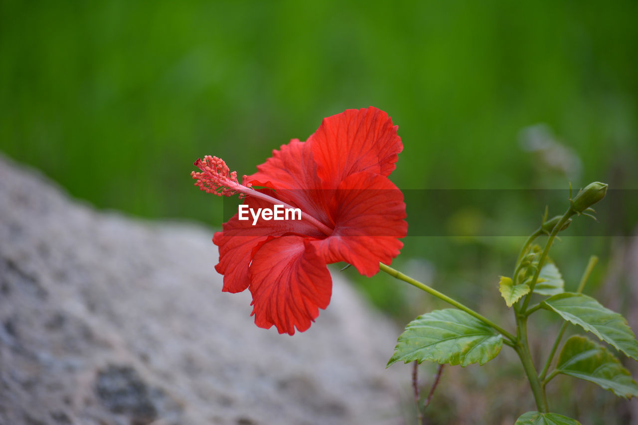 CLOSE-UP OF RED HIBISCUS IN PLANT