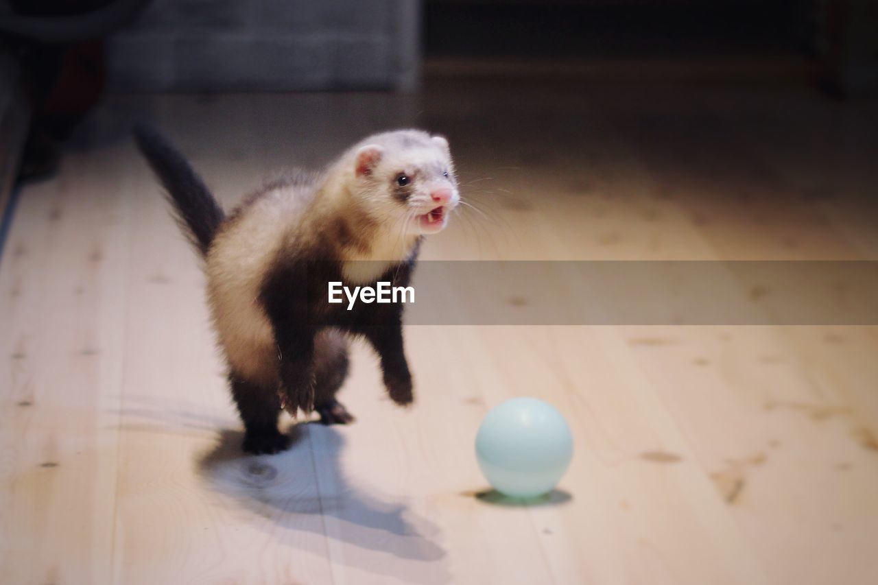 Close-up of ferret with ball