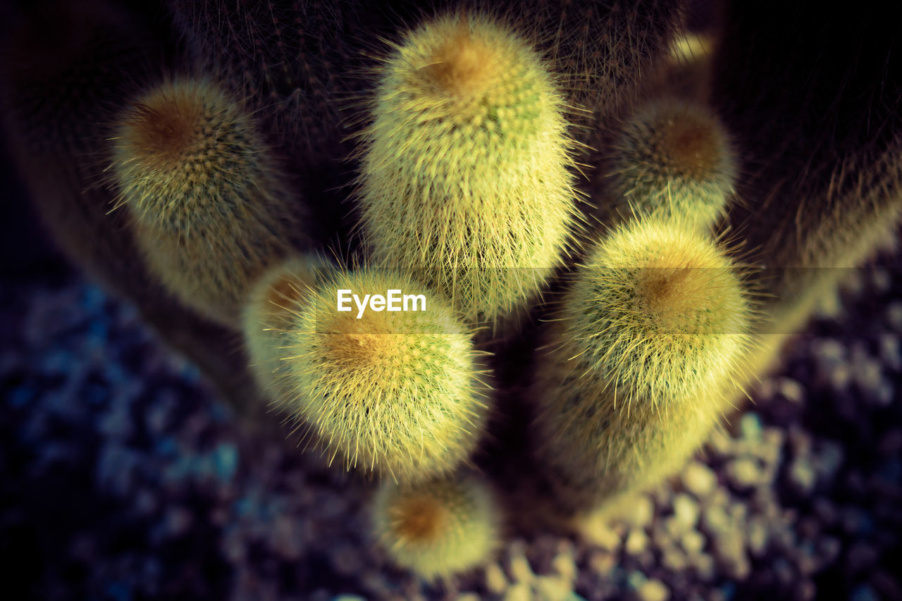 Close-up of cactuses growing on field