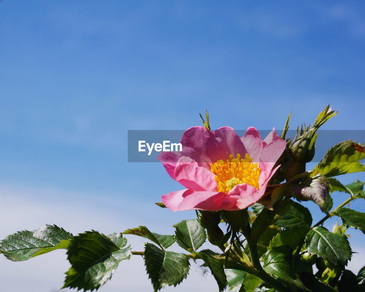 Low angle view of pink flowers blooming against sky