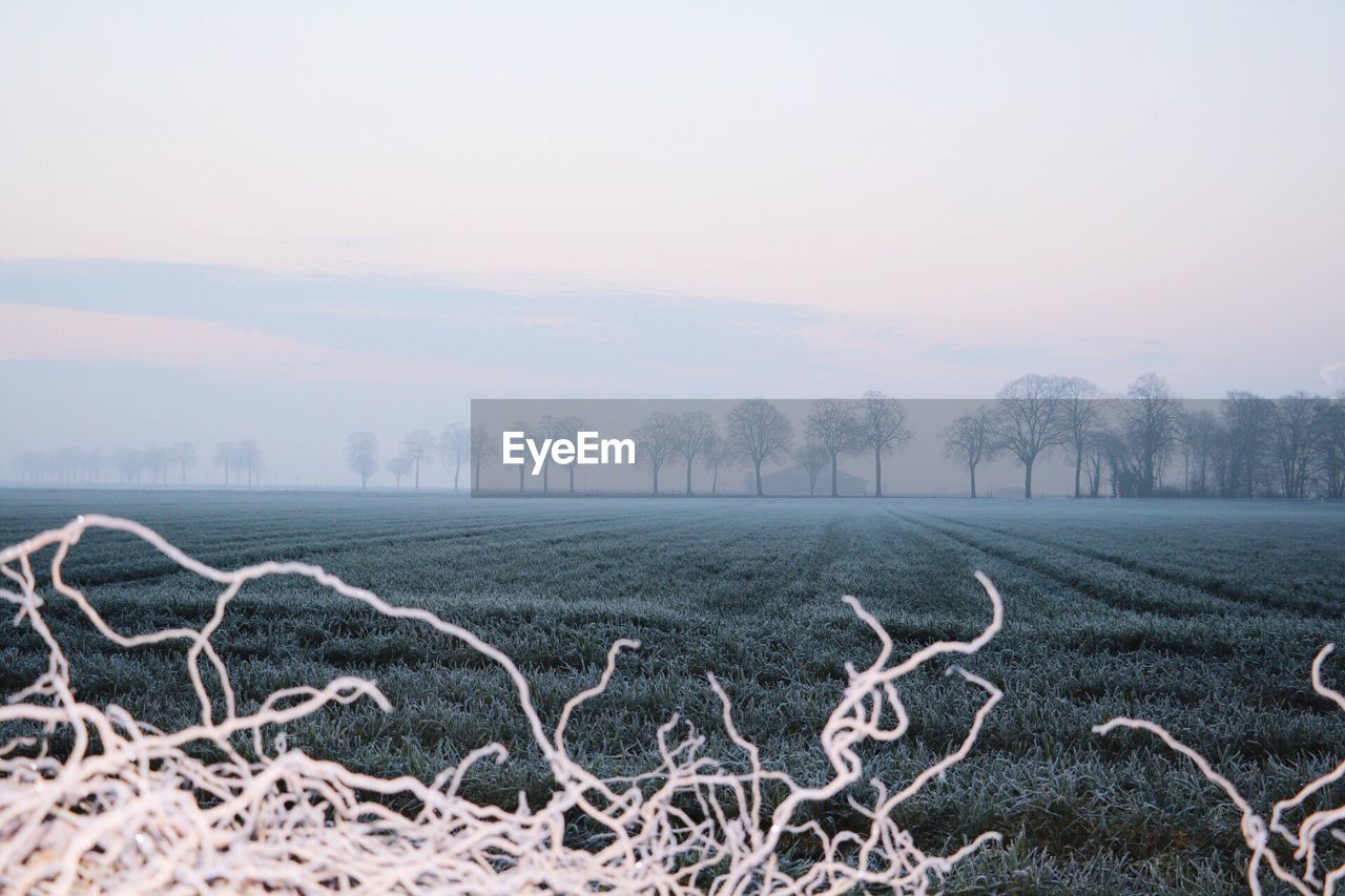 Bare trees on field against clear sky during winter