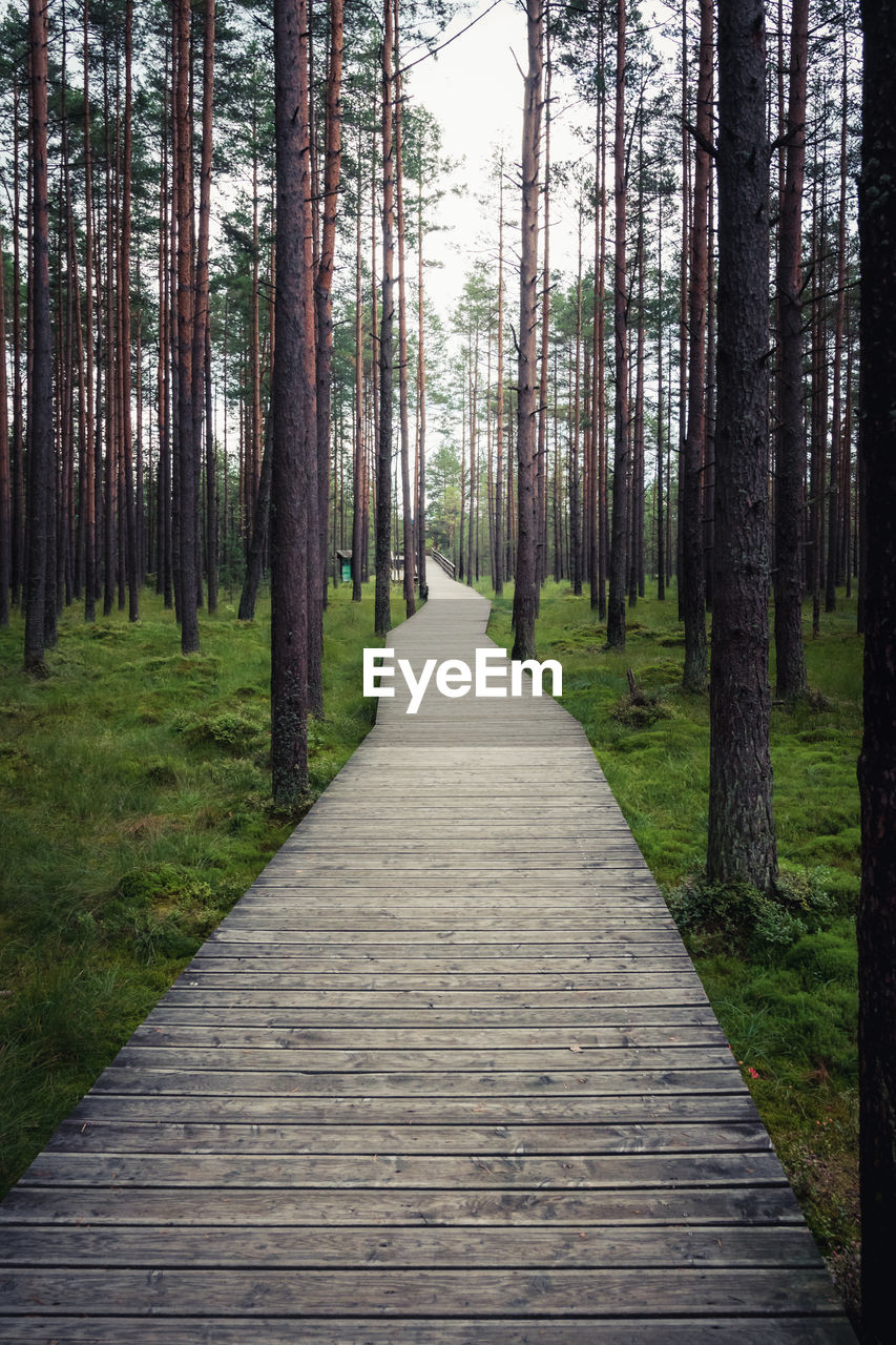 A wooden walking path in the nature reserve . pine forest. nowy targ, poland