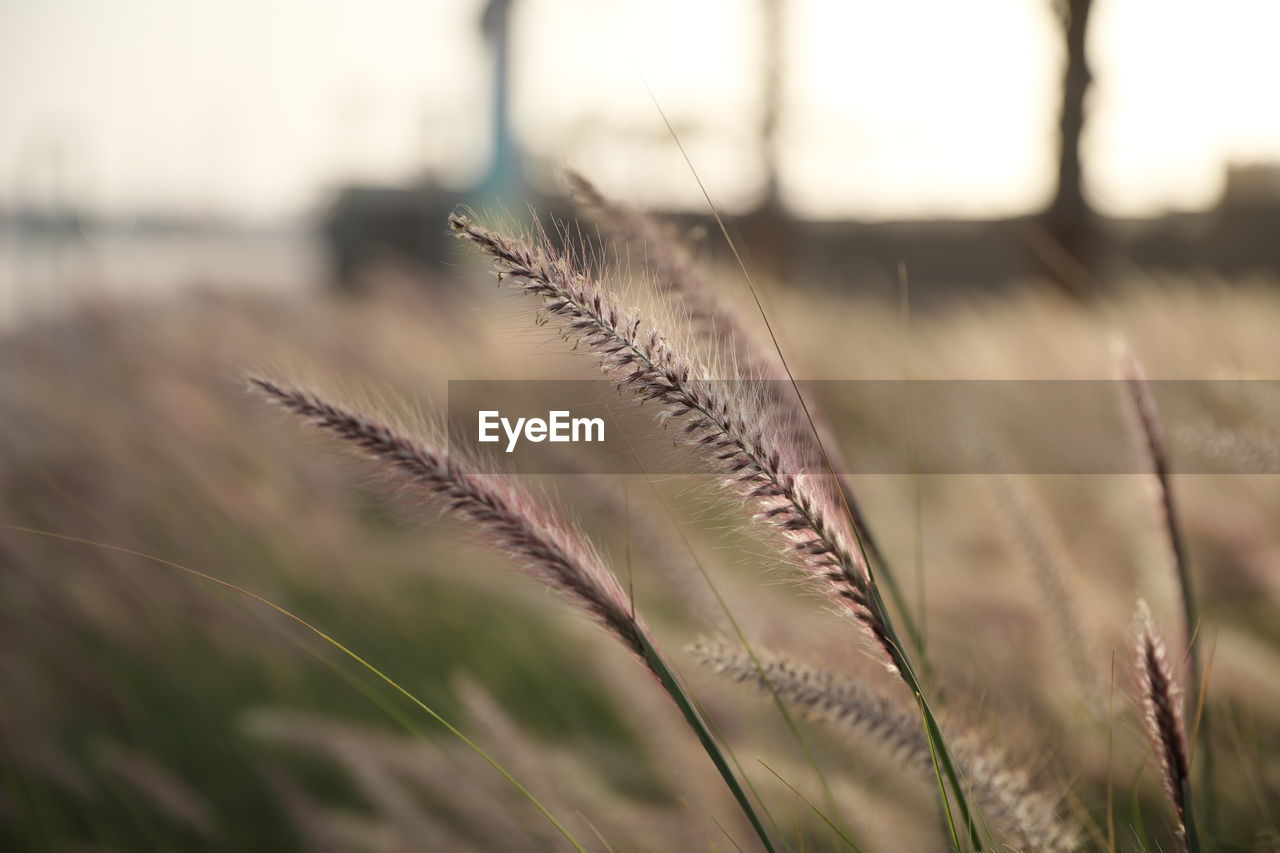 CLOSE-UP OF STALKS AGAINST BLURRED BACKGROUND